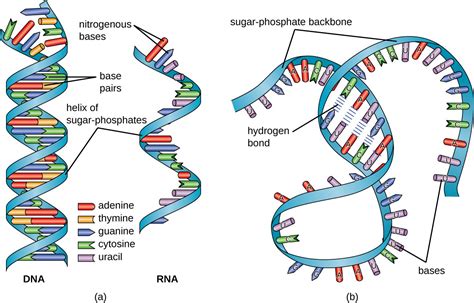 Structure and Function of RNA | Microbiology