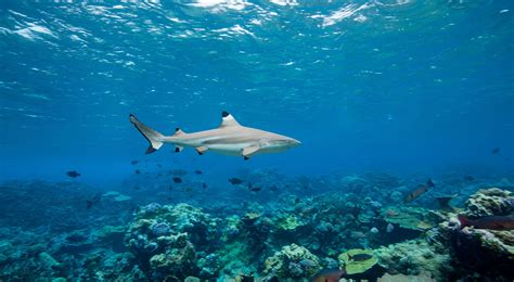 Blacktip Reef Shark Facts and Conservation | TNC