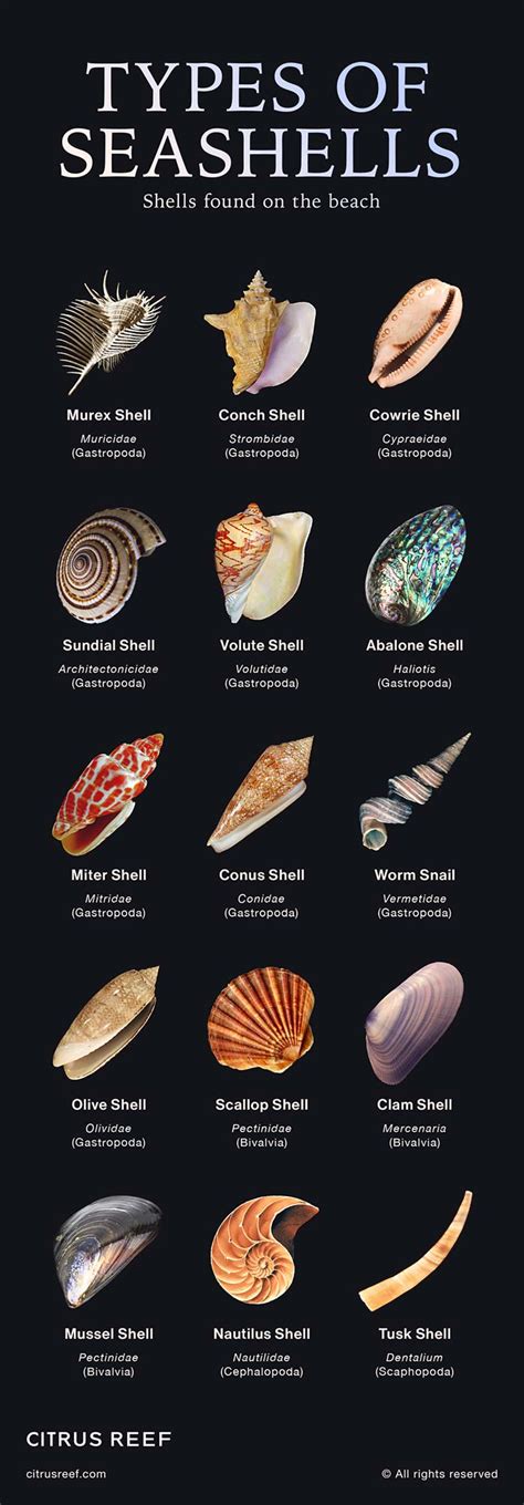 Common And Rare Types Of Shells Found On The Beach | Citrus Reef