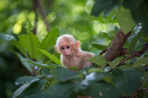 Baby Stump-Tailed Macaque | Sean Crane Photography