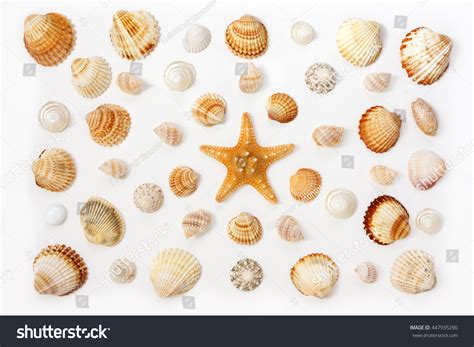 Composition Exotic Sea Shells Starfish On Stock Photo 447935290 ...