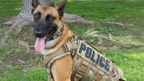 Bakersfield police dogs receive new protective vests | KBAK