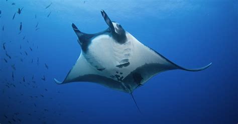 Manta Ray Size Comparison: How Big is a Manta Ray? - IMP WORLD