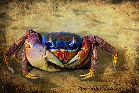 Florida Blue Land Crab | Flickr - Photo Sharing!