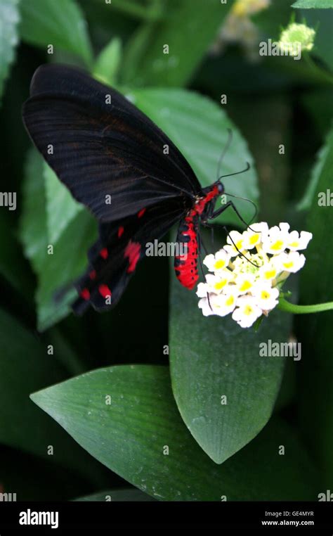 Heliconium butterfly hi-res stock photography and images - Alamy