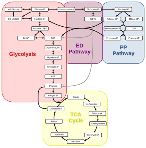 The Glycolysis Pathway