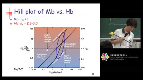 醫用生物學(一)：Oxygen Binding to Myoglobin and Hemoglobin - YouTube