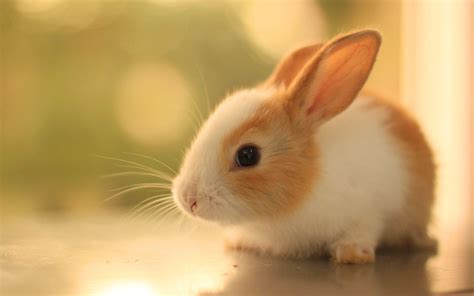 Cute Baby Bunnies Wallpapers - Top Free Cute Baby Bunnies Backgrounds ...