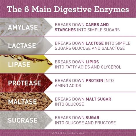 Pin by BEA RUDD on HEALTH - Digestive System (r*) | Digestive enzymes ...