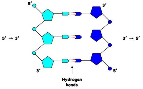 Structure Of Dna Diagram Labeled