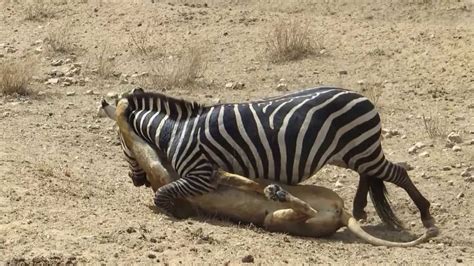 Lion Attacking Zebra