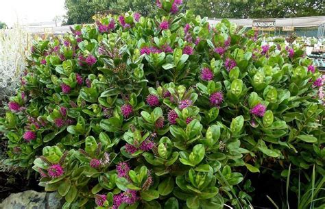 Large Evergreen Flowering Shrubs Uk - Thuem Garden Plant