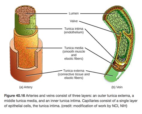 Basic Structure Of Blood Vessels