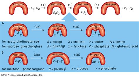 Protein - Enzymes, Action, Mechanism | Britannica