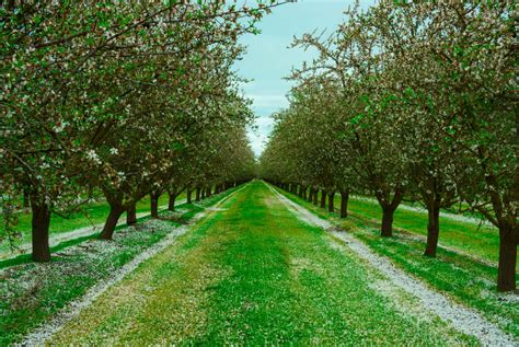 Almond Orchard Investment