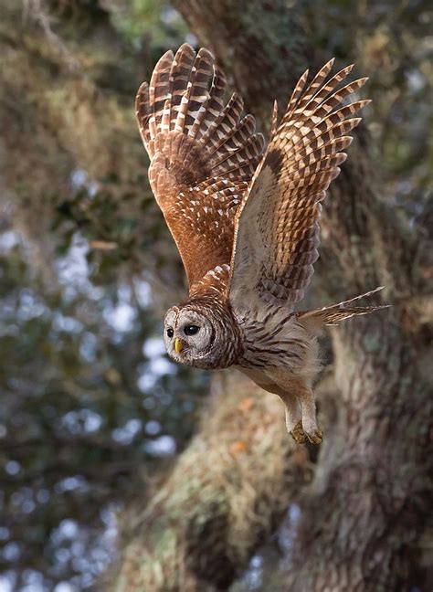 Barred Owl in FLight | Owl, Pet birds, Owl pictures