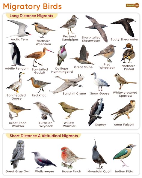 List of Migratory Birds With Their Flyways & Pictures