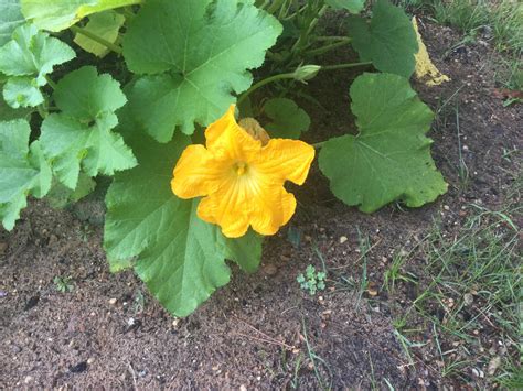 Pumpkin flowers 😍🎃 : r/LostBuddhist