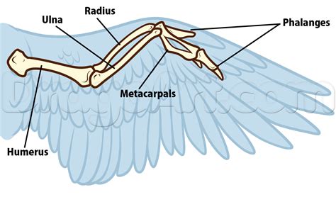 bird anatomy drawing step 5 | Wing anatomy, Anatomy drawing, Wings drawing