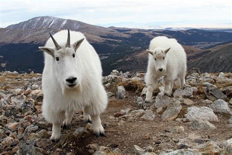 Funny Mountain Goat New Photos | Funny And Cute Animals