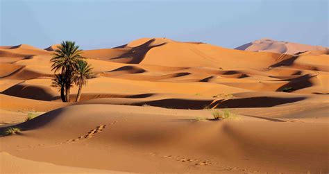 40 Sahara Desert Facts About The Great Desert of Africa | Facts.net