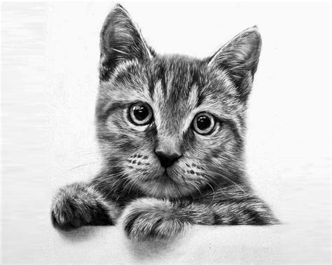 20+ Beautiful Realistic Cat Drawings To inspire you - Fine Art and You