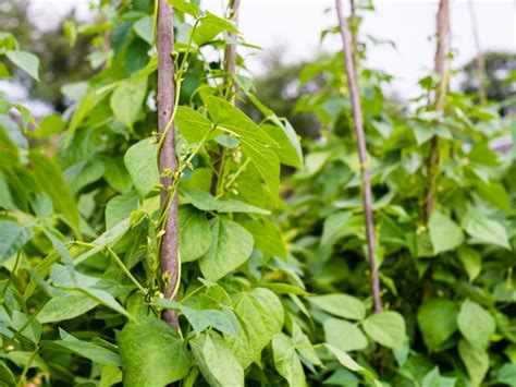 Pinching Pole Beans - Stunting Pole Bean Growth With Pinching Or Pruning