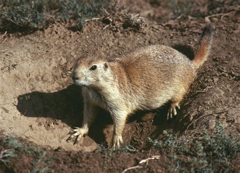 Rodent - Evolution, Classification, Adaptations | Britannica