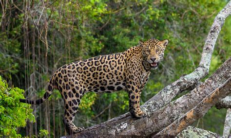 Jaguars & Wildlife of Brazil's Pantanal | Pages | WWF