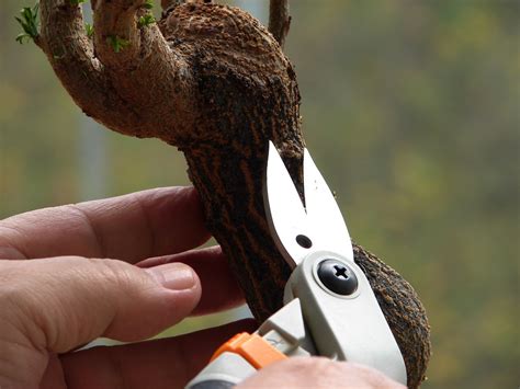 Indoor Bonsai for Beginners: Bonsai Trimming - Do Not Make These Mistakes!