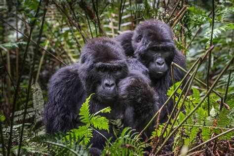 Mountain Gorilla Families in Bwindi Impenetrable National Park | Uganda