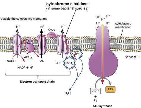 1.19: Cytochrome c Oxidase - Biology LibreTexts