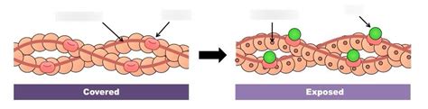 Tropomyosin and Troponin Diagram | Quizlet