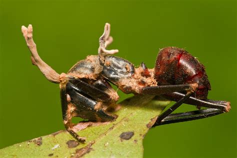 Cordyceps on Camponotus ant | Camponotus, Animals, Cordyceps