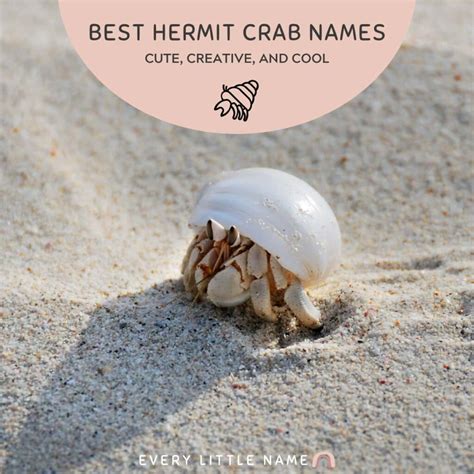 150+ Best Hermit Crab Names (Cute, Funny, and Cool Ideas) - Every ...