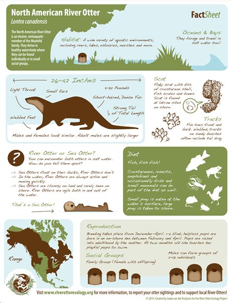 Otter Fact Sheets | River Otter Ecology Project