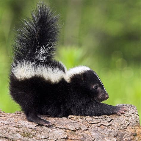 How to Get Rid of Skunk Smell | Family Handyman