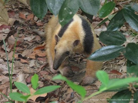 Southern Tamandua - Biofaces - Bring Nature Closer