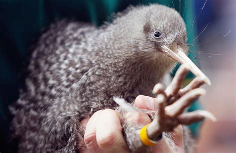 Voter Fraud Ruffles New Zealand 'Bird Of The Year' Competition | WKU ...