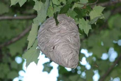 Bee Nest Identification ABC Humane Wildlife Control And Prevention ...