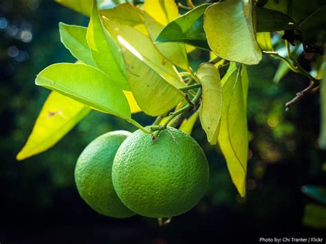 Interesting facts about limes | Just Fun Facts