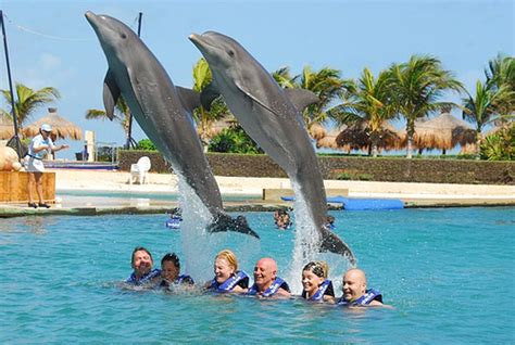 Swim with Dolphins in Cancun - Cancun All Tours