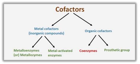 Examples of Cofactors and Coenzymes - Biology Brain