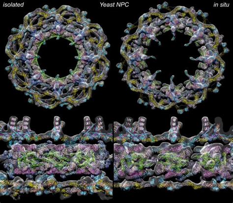 Nuclear pore approaches. This discovery could pave the way for new ...