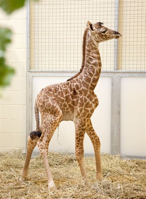 Photos of Baby Giraffe Born in Nashville Zoo | Live Science