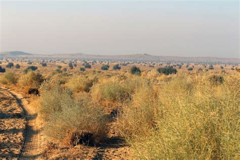 The Vegetation of the Thar Desert: Geography, History, Culture and ...