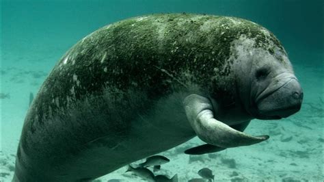 THE CARIBBEAN MANATEE - YouTube