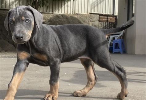 Blue Dobermans: Mystique of the Moonlit Canine Marvels