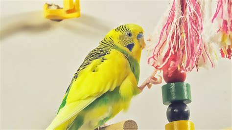 The 10 Best Budgie Toys you can buy from Amazon