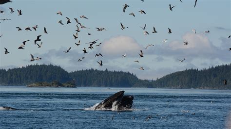 5 Humpback Whale Feeding Methods - beautifullife